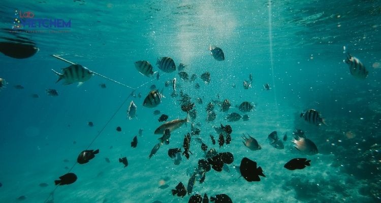 Chất rắn cao trong nước sẽ hạn chế tầm nhìn của sinh vật dưới nước