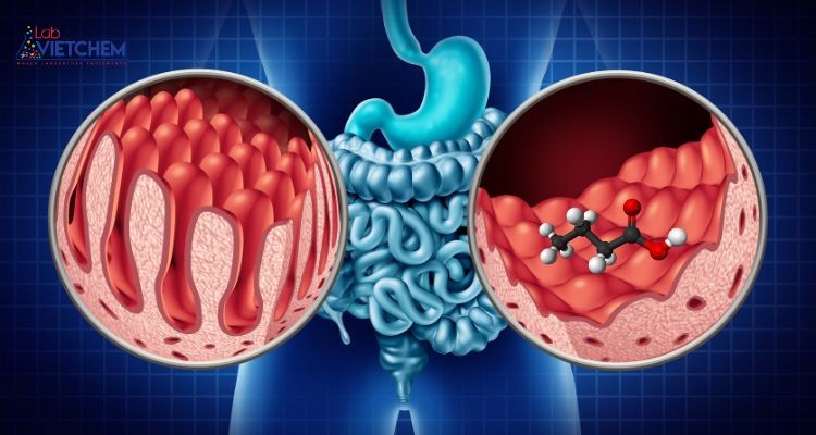 Quá trình hấp thu axit béo