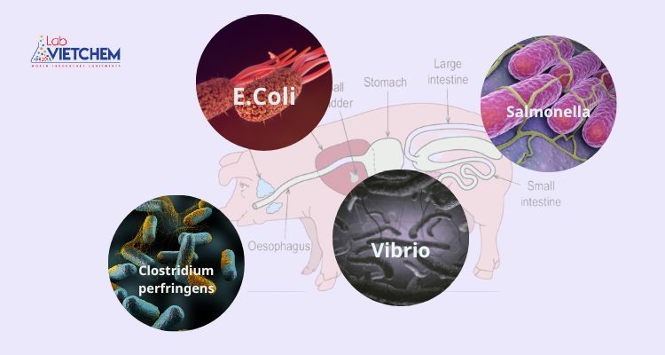 Axit hữu cơ ức chế sự phát triển của vi khuẩn có hại