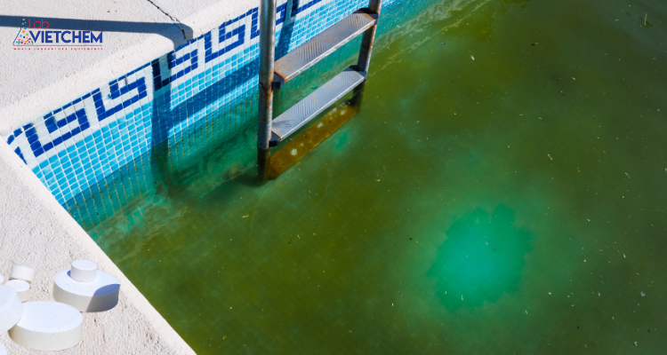 Clo giúp diệt tảo, vi khuẩn trong bể bơi