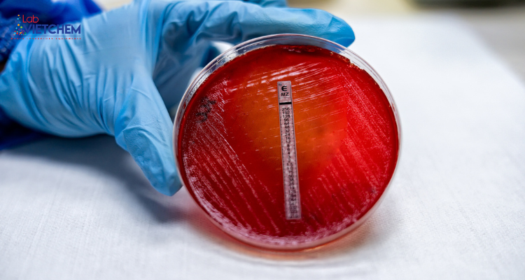 Văn hóa phân vùng