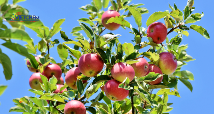 Tăng năng suất nông nghiệp