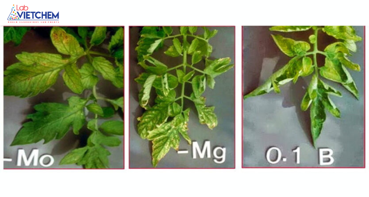 Triệu chứng cây trồng thiếu các nguyên tố vi lượng