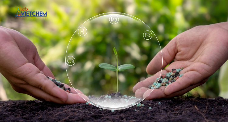 Vai trò của vi chất dinh dưỡng đối với sự phát triển của cây trồng