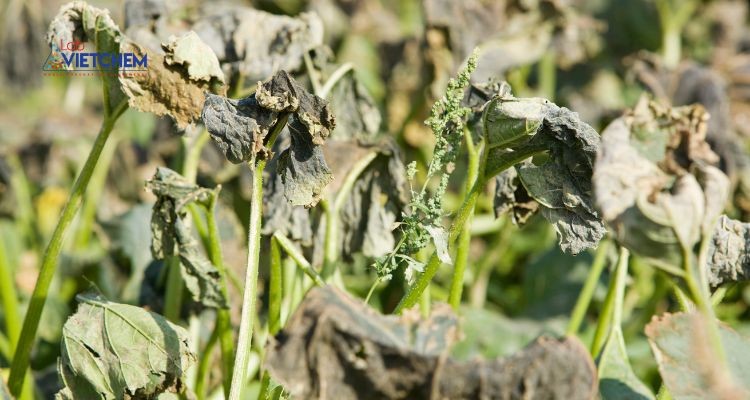 Thiếu đồng lá héo