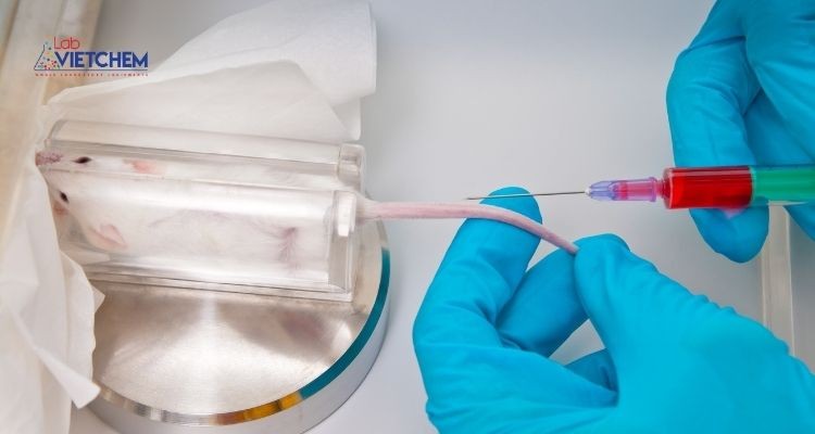 Nghiên cứu tác dụng của bột talc trên chuột