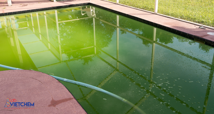 Nước có màu xanh từ tảo