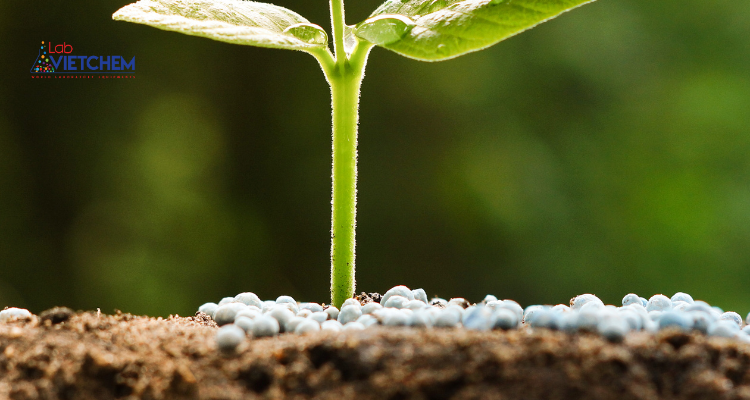 Phốt pho cần thiết cho quá trình tạo mầm