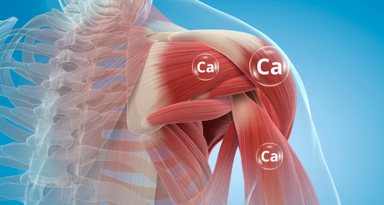 Canxi ảnh hưởng đến sự co cơ