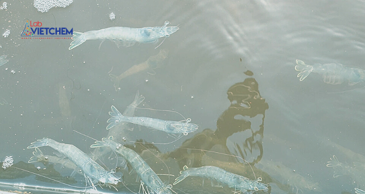 Triệu chứng ngộ độc NO2 ở tôm