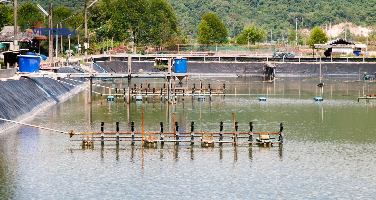 Đảm bảo đủ hệ thống quạt trong ao nuôi tôm 