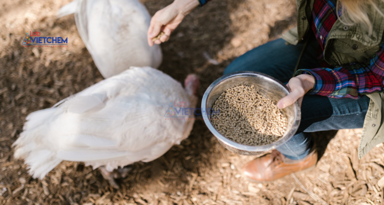 DCP là nguyên liệu trong thức ăn chăn nuôi