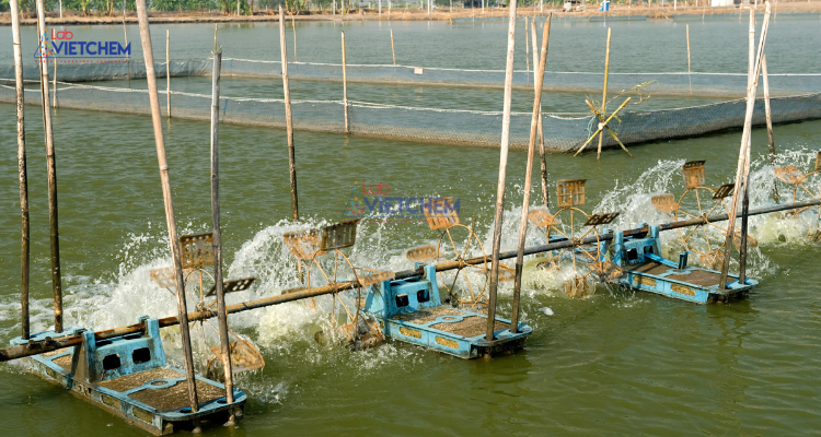 CuSO4 trong xử lý ao hồ không nuôi tôm