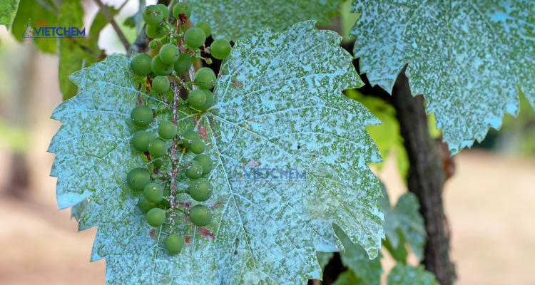 CuSO4 làm phân bón cho cây trồng