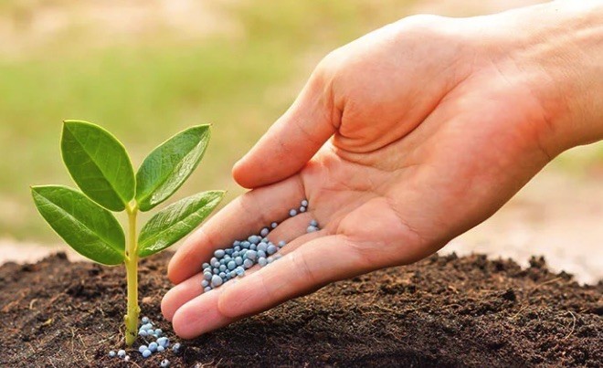 Magiê là gì? Sử dụng Magie để sản xuất phân Magie hoặc phân Magie Kali