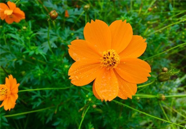 Màu cam tượng trưng cho ý nghĩa hướng ngoại