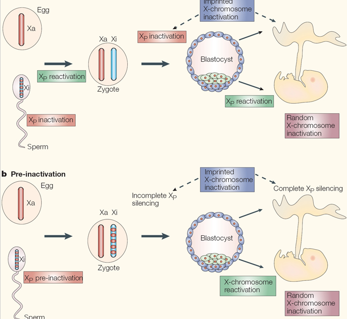 Nhiễm sắc thể X bất hoạt được xác định ngẫu nhiên trong giai đoạn đầu đời của thai nhi