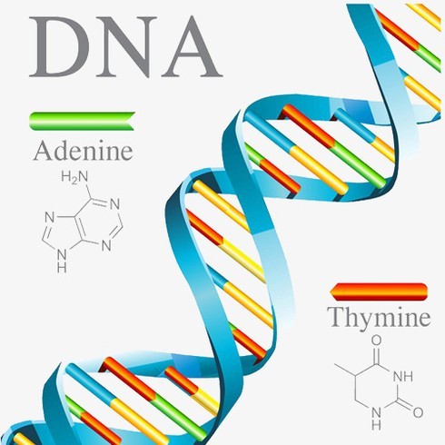 Gen là đơn vị vật lý được tạo thành từ DNA