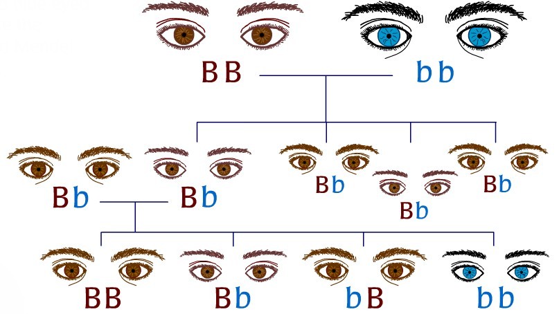 Màu mắt nâu là gen trội