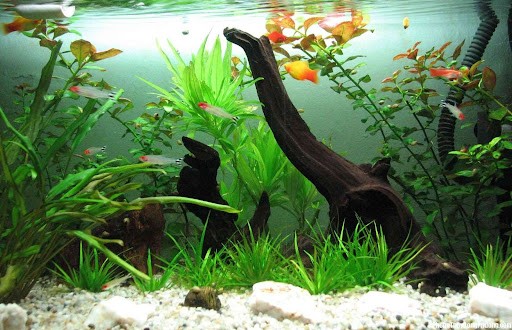 Dùng làm vật liệu lọc trong bể cá