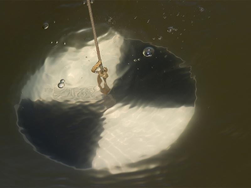 Sử dụng đĩa Secchi để đo độ đục của nước