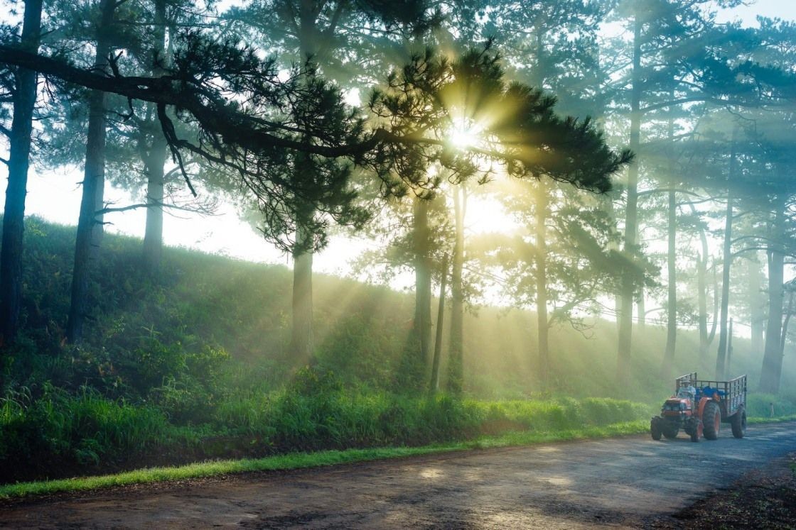 Ánh sáng ảnh hưởng đến quá trình quang hợp của cây xanh