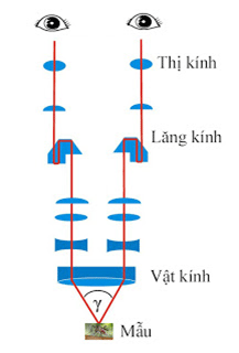 Sơ đồ nguyên lý hoạt động của kính hiển vi soi nổi