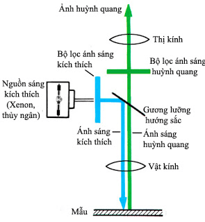Sơ đồ nguyên lý hoạt động của kính hiển vi huỳnh quang