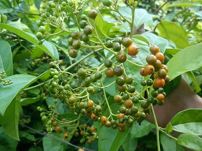 Hình ảnh cây ngựa tiềm năng