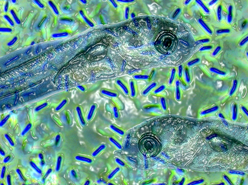 Vi sinh vật có kích thước rất nhỏ và chỉ có thể nhìn thấy được dưới kính hiển vi