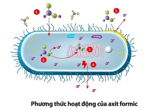Axit formic hoạt động như thế nào?