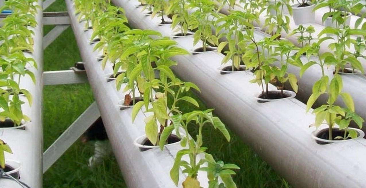 Tiêu chuẩn nồng độ ppm cho rau quả thủy canh