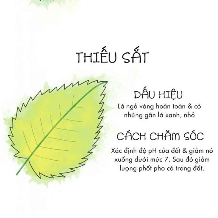 Lá cây trồng trên đất thiếu sắt