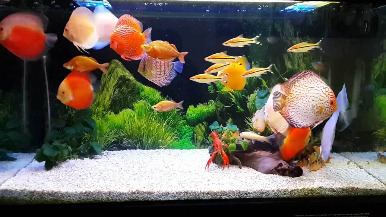 Độ pH trong bể cá ảnh hưởng trực tiếp đến sự sinh trưởng và phát triển của các loài thủy sản