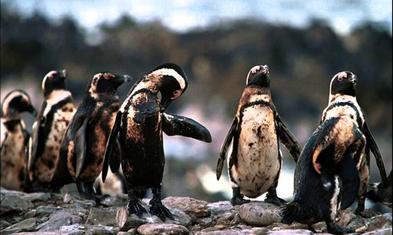 Hình ảnh chim cánh cụt bị ảnh hưởng bởi ô nhiềm nước