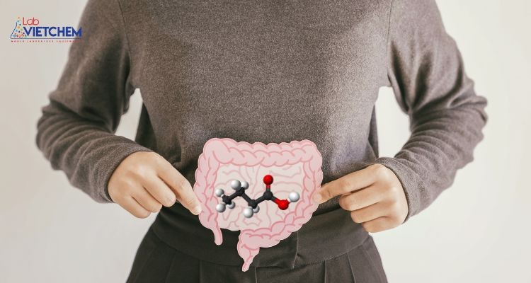 Axit butyric hỗ trợ hệ tiêu hóa