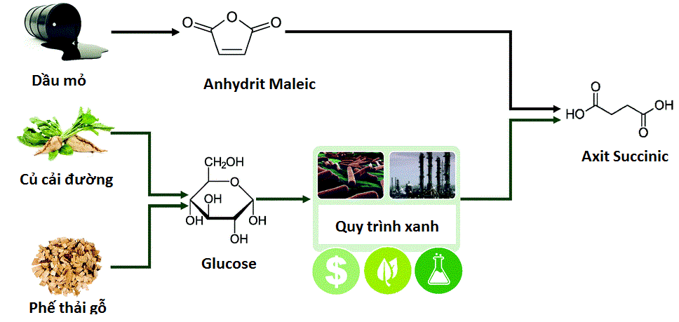 CÁCH SẢN XUẤT ACID SUCCINIC