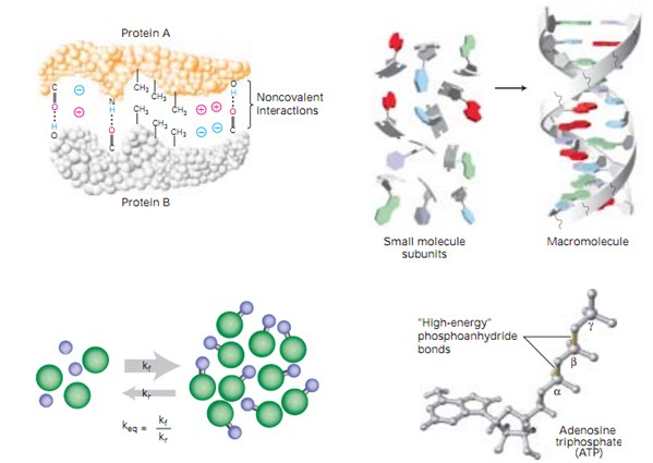 LabTrường Chu Văn An giải đáp: Hóa sinh là gì?