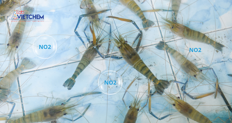Khí NO2 trong ao nuôi tôm có từ đâu?