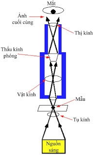 Sơ đồ nguyên lý hoạt động của kính hiển vi ánh sáng truyền qua