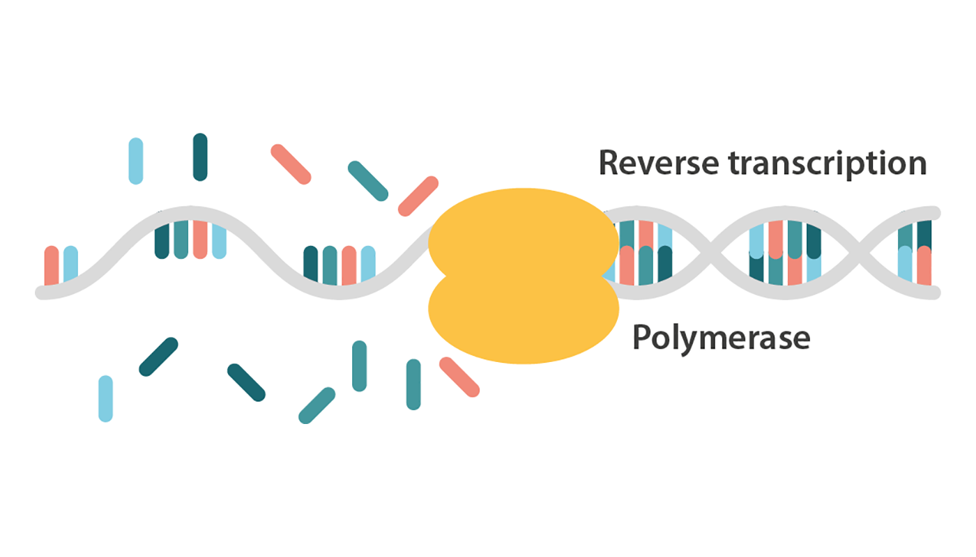 Nguyên lý hoạt động của kỹ thuật PCR