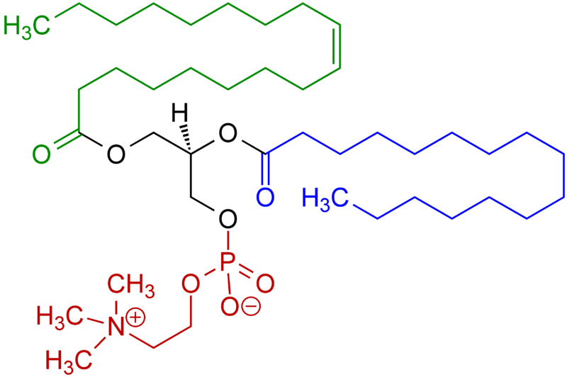 cấu trúc lecithin