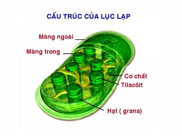 Thành phần hóa học của lục lạp