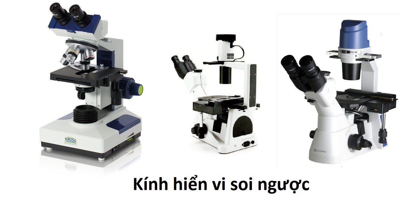 Kính hiển vi đảo ngược là gì?