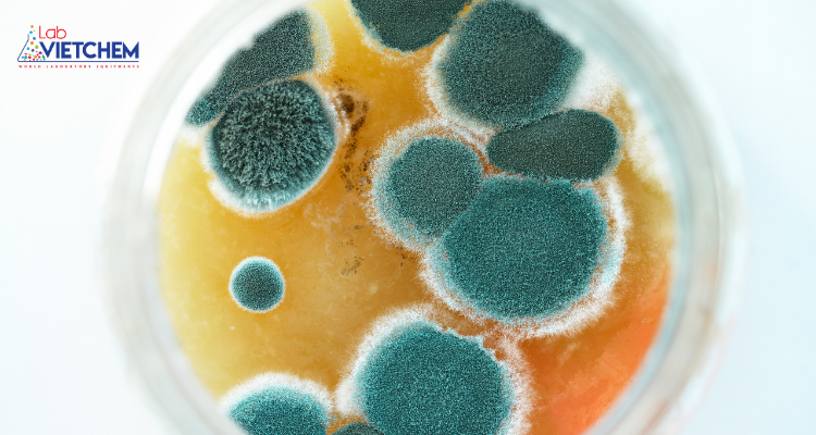 Nấm mốc là loại sinh vật gì?