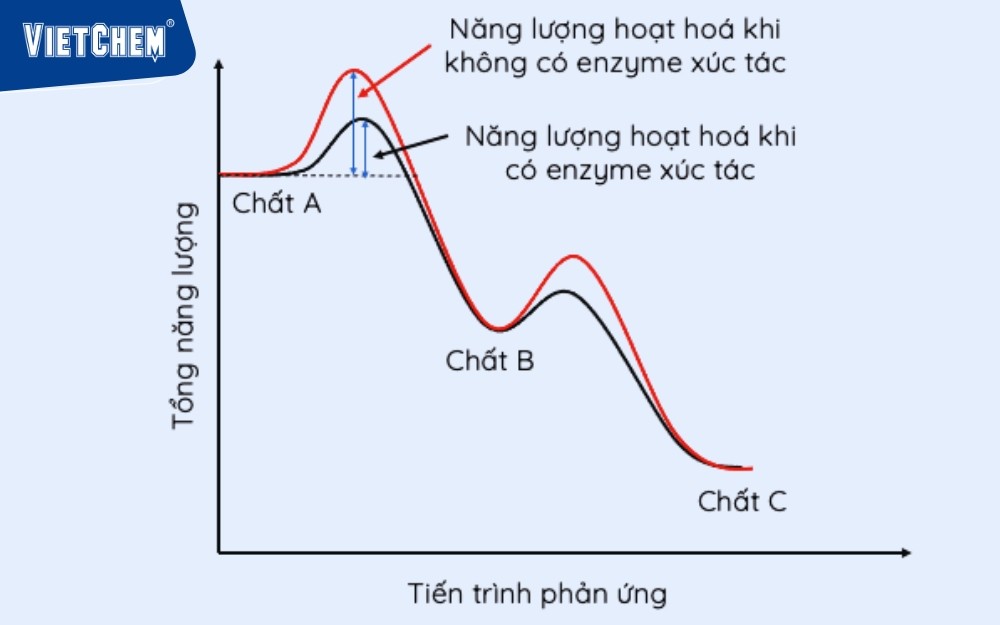 enzyme nang-dinh dưỡng-hoa-co-enzym
