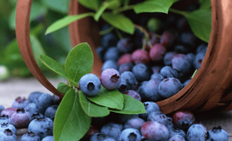 Natri BENZOATE LÀ GÌ?