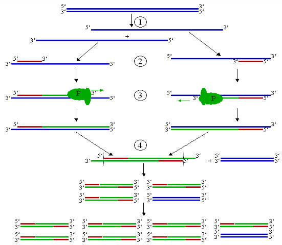 NGUYÊN TẮC HOẠT ĐỘNG PCR 