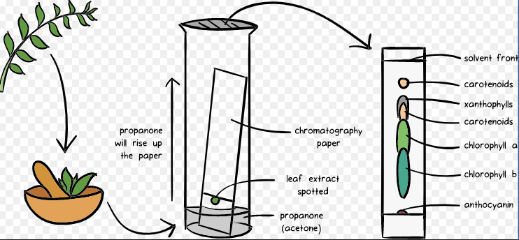 Sắc ký lớp mỏng thích hợp cho các ứng dụng sàng lọc