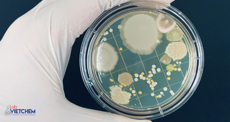 Môi trường nuôi cấy vi sinh vật là gì?